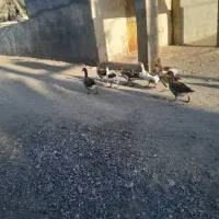 حیوانات درمزرعه|حیوانات مزرعه|میناب, |دیوار