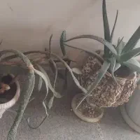 گلهای آپارتمانی زیبا بزرگ با گلدان|گل و گیاه طبیعی|گلبهار, شهر جدید گلبهار|دیوار