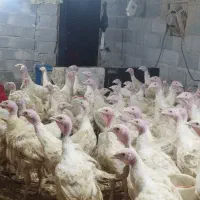 نیمچه بوقلمون بیوتی۶