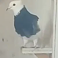 سبز