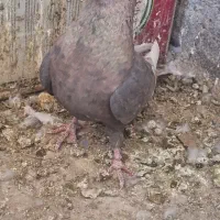 کبوتر|پرنده|قائن, |دیوار