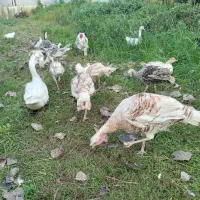 فروش مرغ وخروس وبوقلمون بالغ|حیوانات مزرعه|لنگرود, |دیوار