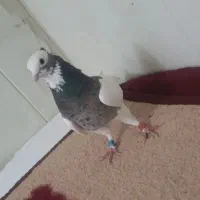 کفتر|پرنده|سربیشه, |دیوار