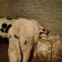 چهار عدد گوساله جنس درجه یک|حیوانات مزرعه|کوهدشت, |دیوار