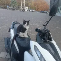 موتور کلیک آس