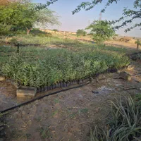 سلام نهالستان امبین بندر ماهشهر