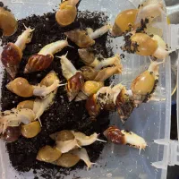 حلزون آچاتیا شیطون و بازیگوش و مولد و تخم گذار