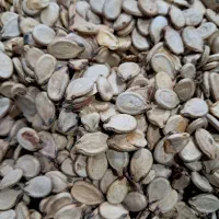 تخمه هندوانه آنیلی و بذری