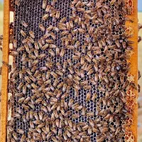 عسل طبیعی
