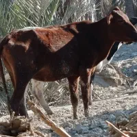 گاو گوساله گوسفند بز بره گاومیش درشادگان