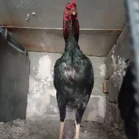 مرغ خروس|حیوانات مزرعه|سراوان, |دیوار