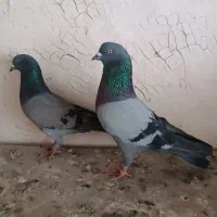 جفت سبزپشت بسته