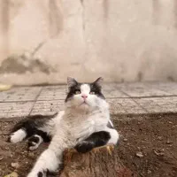 گربه خونگی ونیمه دستی