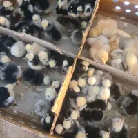 جوجه ۱ روزه تزئینی (برهما، سلطان، لهستانی)