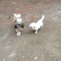 شیتزو دختر و پامر پسر|سگ|شفت, |دیوار