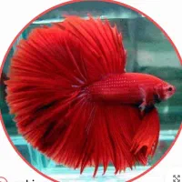 فایتر فول رد معاوضه با دیسکس