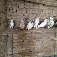 کبوتر پرشی|پرنده|گلپایگان, |دیوار