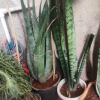 حراجی|حراج|سرپل ذهاب, |دیوار