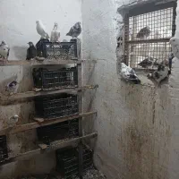 کبوتر|پرنده|گرگان, |دیوار