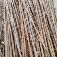 تعدادی نی فروشی