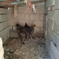 جفت نیمچه مرغ و خروس برهما پاتریچ