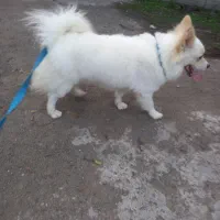 سگ پاکوتاه پامرانین