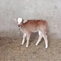 یک عددگوساله ماده سیمینتال دورگ ۲ماه