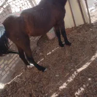 اسب مادیون|اسب و تجهیزات اسبسواری|یزد, |دیوار