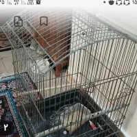 تعدادی قفس پرنده