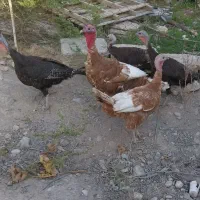 بوقلمون مولد