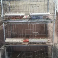 قفس سه طبقه مرغ زینتی