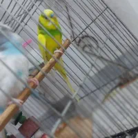 دو عدد مرغ عشق نر