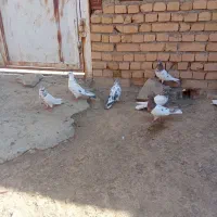 کبوتر یه جور