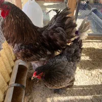 جوجه ازمولدین غول پیکر|حیوانات مزرعه|کاشان, فاز ۱ ناجی آباد|دیوار