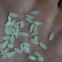 برنج کامفیروزی و نیم دونه|خوردنی و آشامیدنی|صدرا-فارس, فاز ۲|دیوار