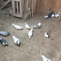 کبوتر|پرنده|اسفراین, |دیوار