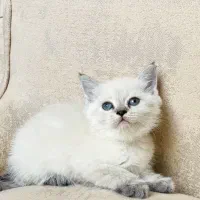 بریتیش ماده