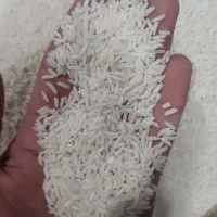 برنج ایرانی هاشمی و علی کاظمی