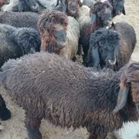 میش بره  قوچ کاوه