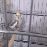 عروس هلندی نر|پرنده|مبارکه, |دیوار