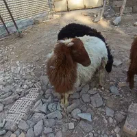 گوسفند نر
