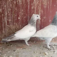 کفتر کبوتر سینه طوقی کله ای پلاکی دمسفید دوکت|پرنده|شیراز, رکن‌آباد|دیوار