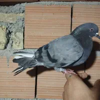 کبوتر تکپر|پرنده|دلند, |دیوار