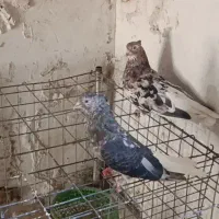 کبوتر معاوضه با کوهی خوب