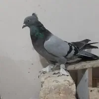 کبوتر پور اصفهان|پرنده|نجفآباد, شهدای غربی|دیوار