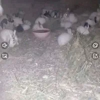 فروش خرگوش سالم وسرحال|موش و خرگوش|سیمینه, |دیوار