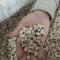 لوبیا چشم بلبلی درجه یک شوشتر