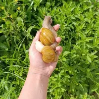 حلزون آچاتینا آلبینو