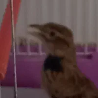 سهره خاکی بخان|پرنده|اردبیل, |دیوار