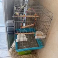 پرنده|پرنده|محمدشهر, شهرک پیام (مهرالبرز)|دیوار